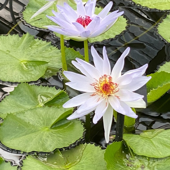 Meet your Posher, Jennifer - Picture 3 of 4